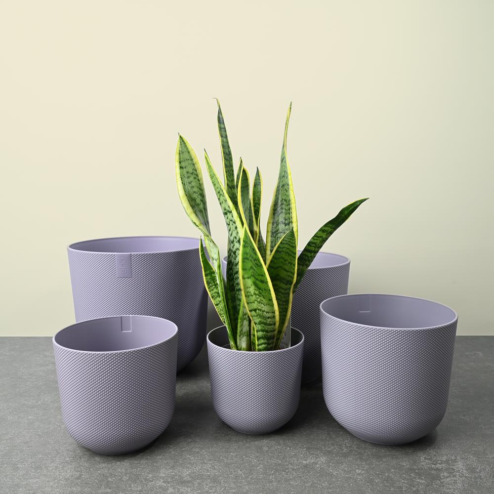Jazz Collection Lavender Lilac