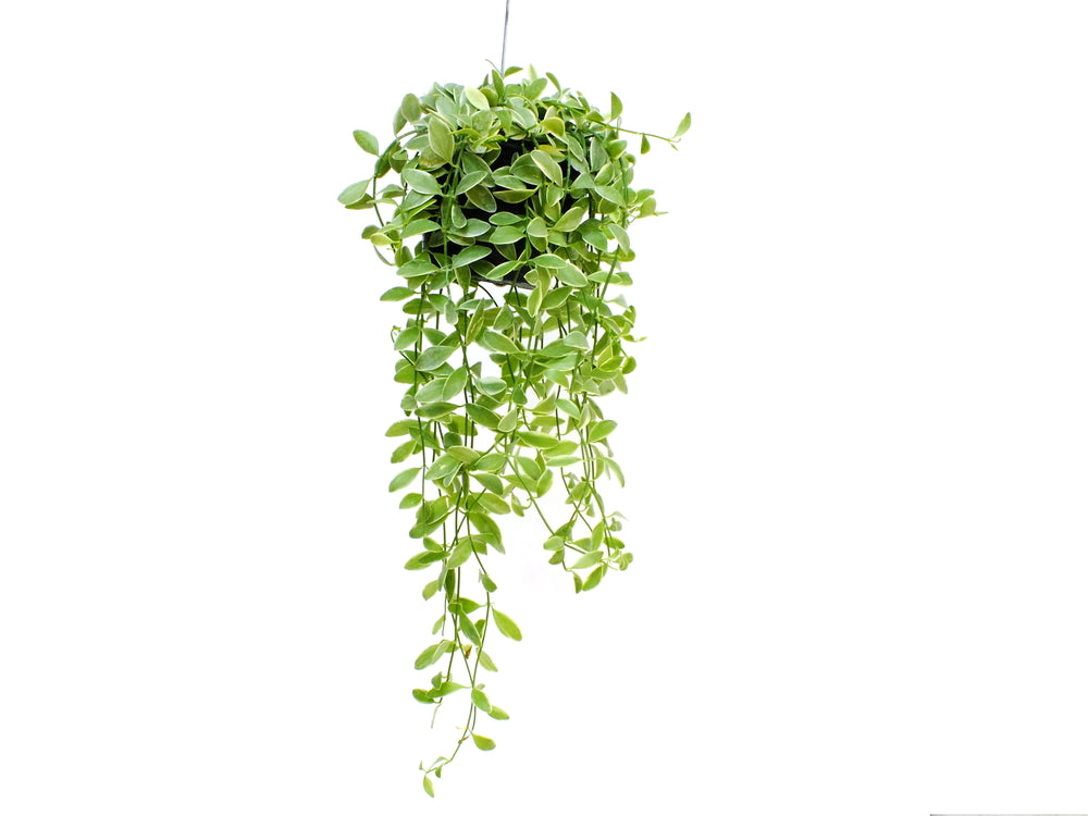 Hanging Plant Collection