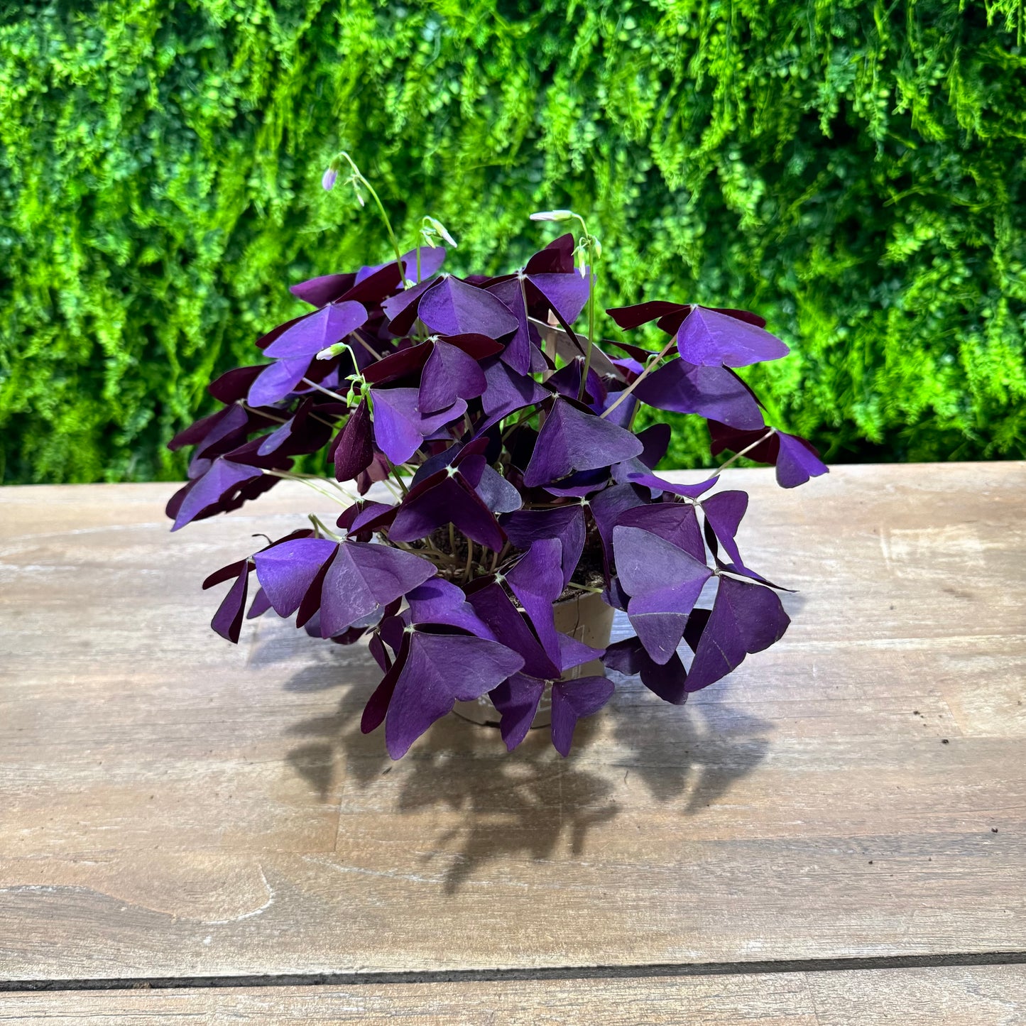 Oxalis Triangularis | Purple Shamrock | 20cm