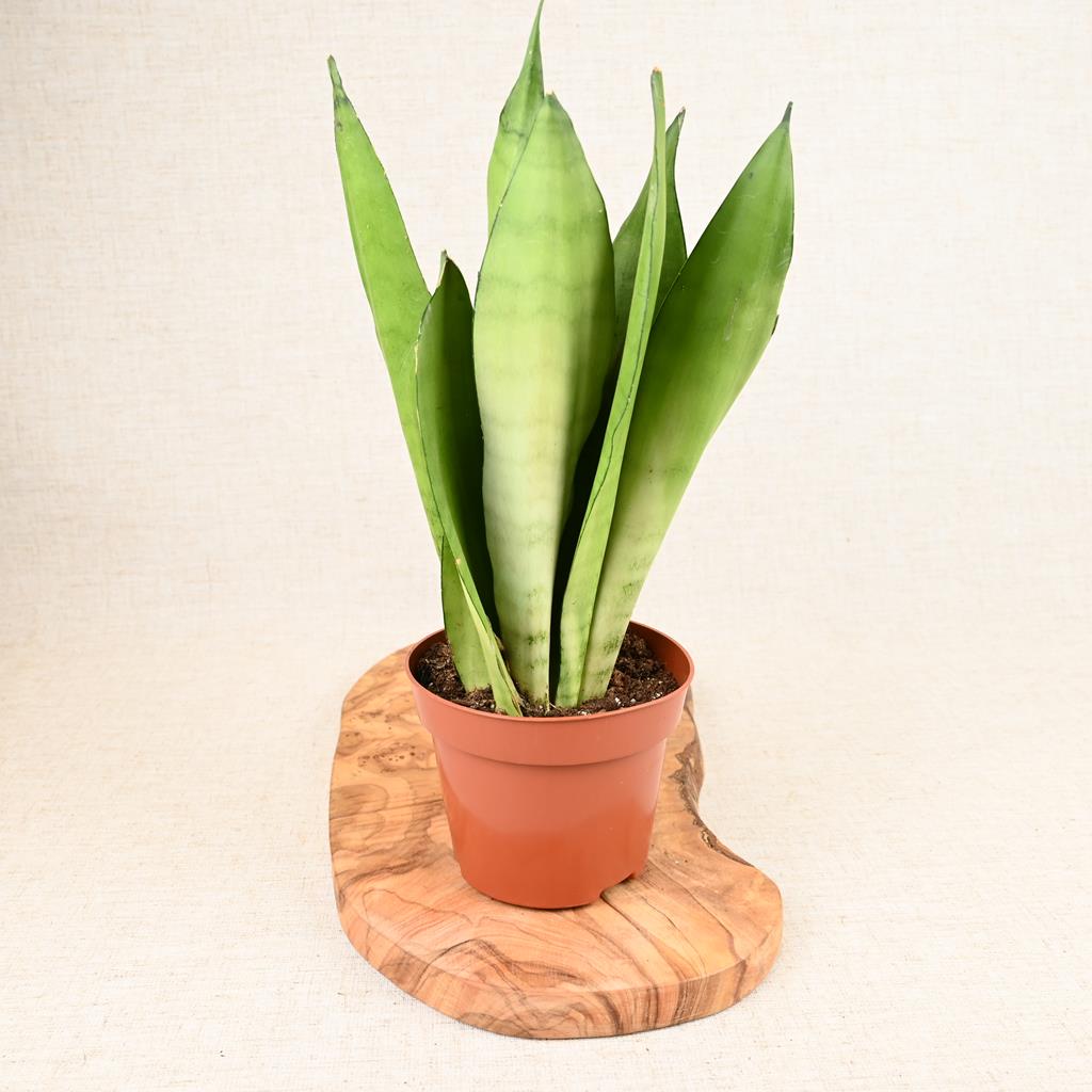Sansevieria Moonshine | Snake Plant | 40cm
