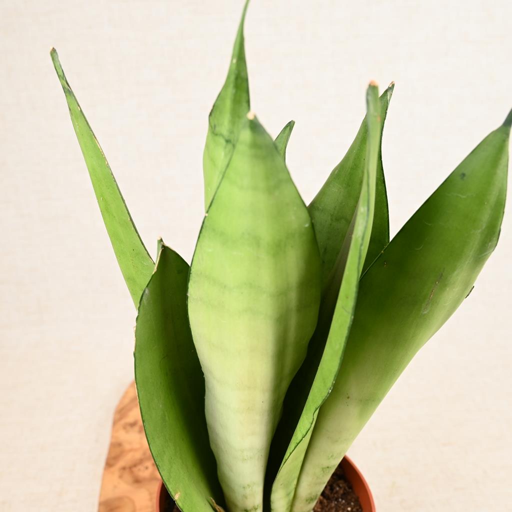 Sansevieria Moonshine | Snake Plant | 40cm