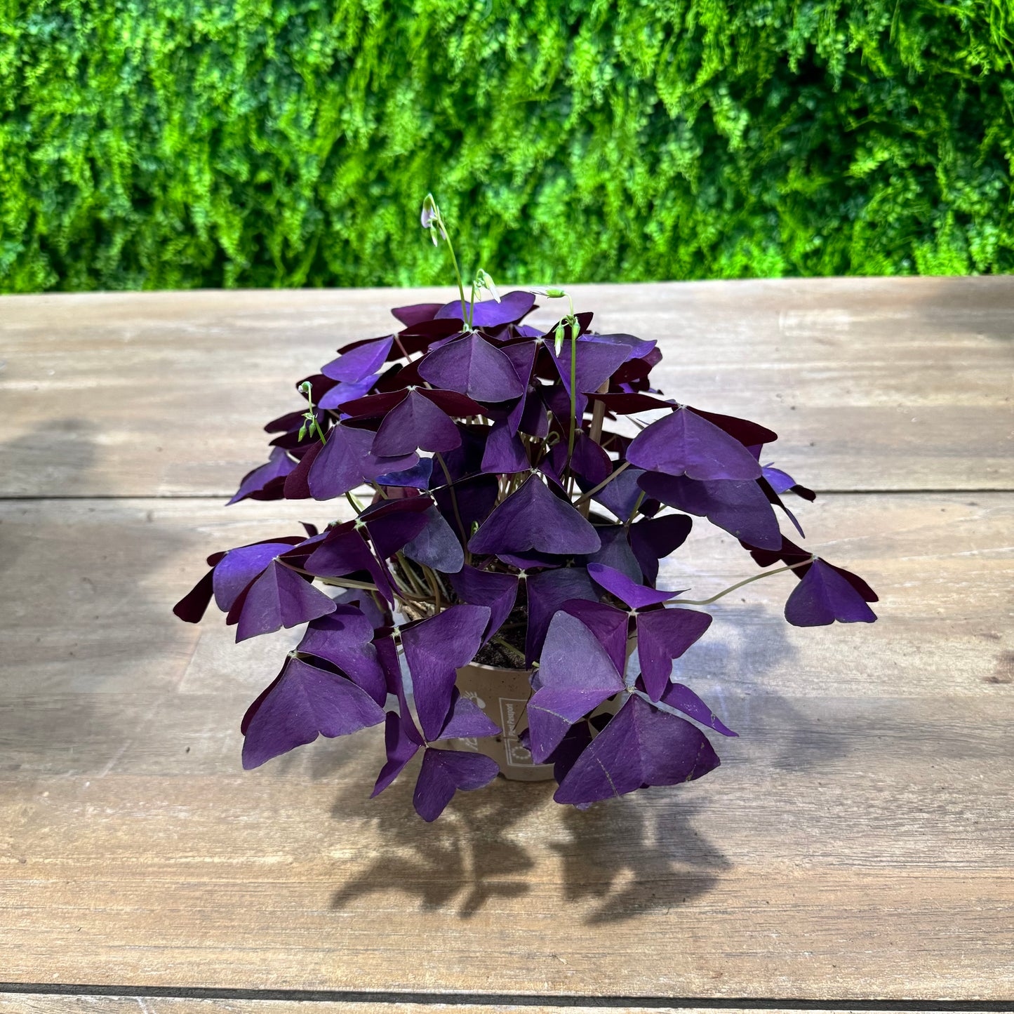 Oxalis Triangularis | Purple Shamrock | 20cm