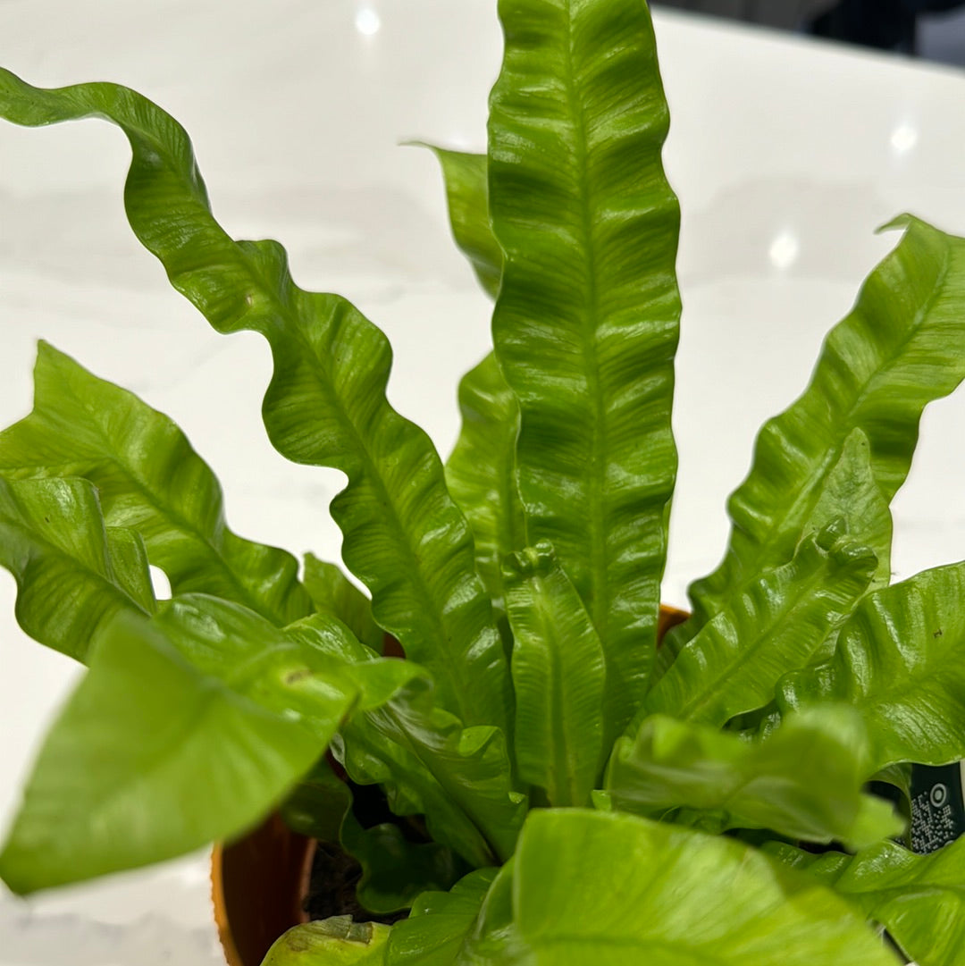Asplenium antiquum | Birds Nest Fern | 25cm