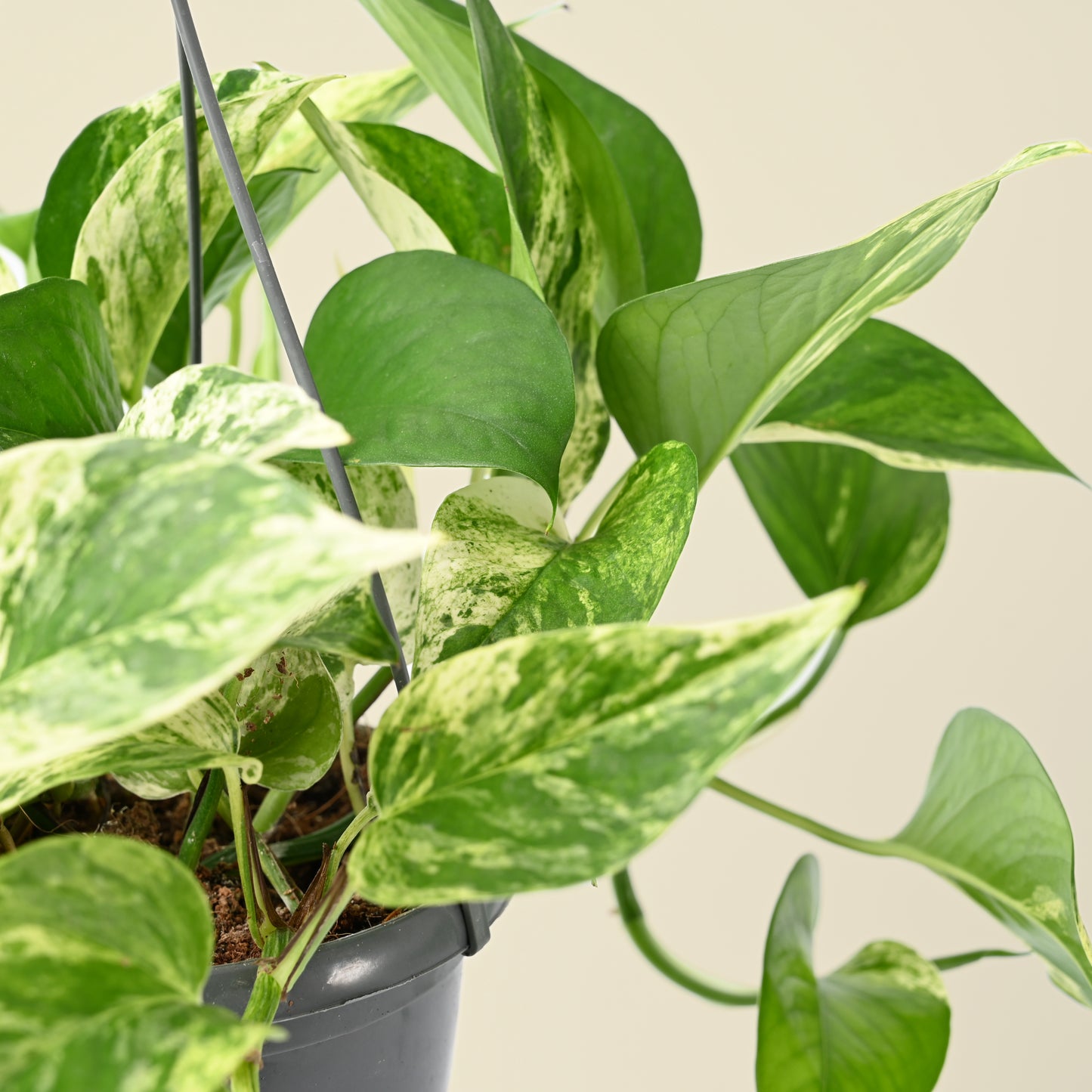 Epipremnum Marble Queen | Devil's Ivy | Hanging Pot