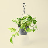 Epipremnum Marble Queen | Devil's Ivy | Hanging Pot