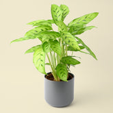 Calathea Leopardina | Prayer Plant