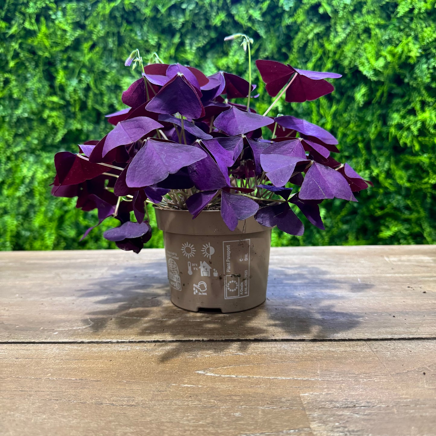 Oxalis Triangularis | Purple Shamrock | 20cm