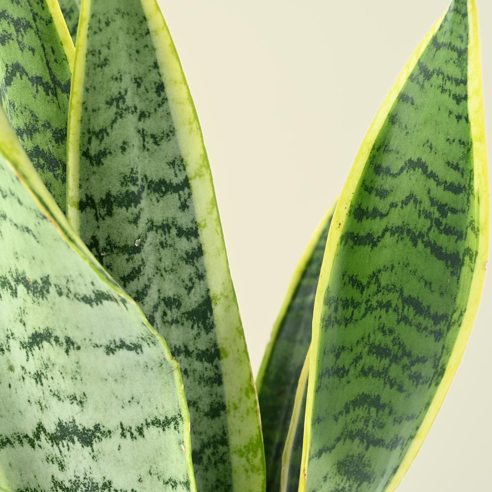 Sansevieria Trifasciata "Snake Plant"