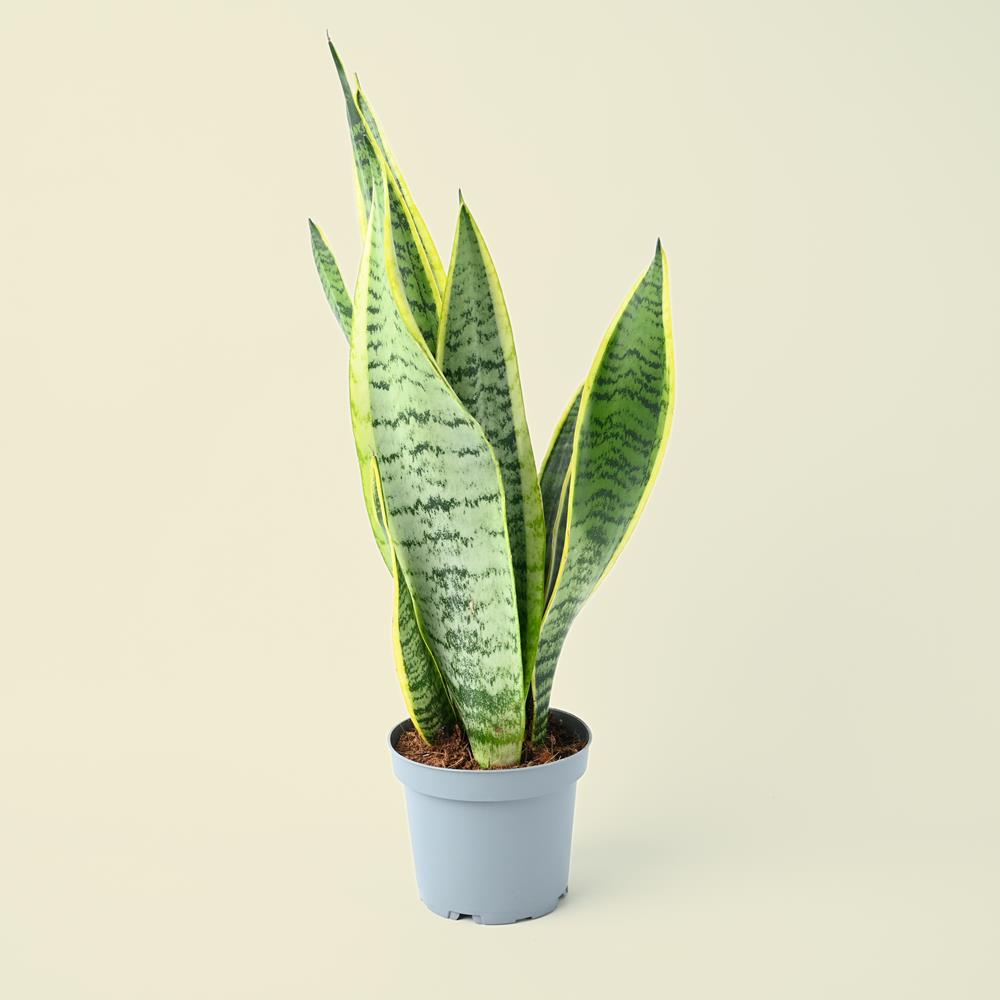 Sansevieria Trifasciata | Snake Plant | 40cm