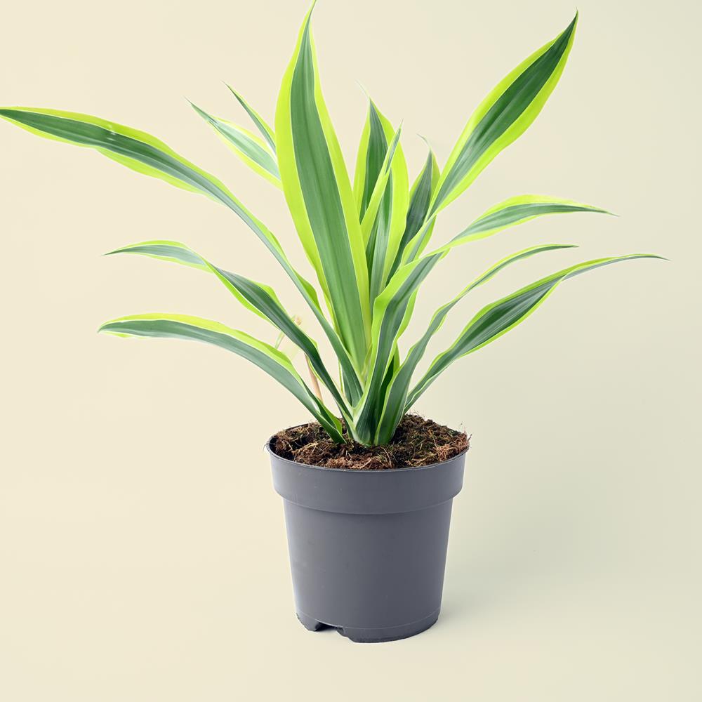 Dracaena fragrans 'Lemon Lime' 50cm