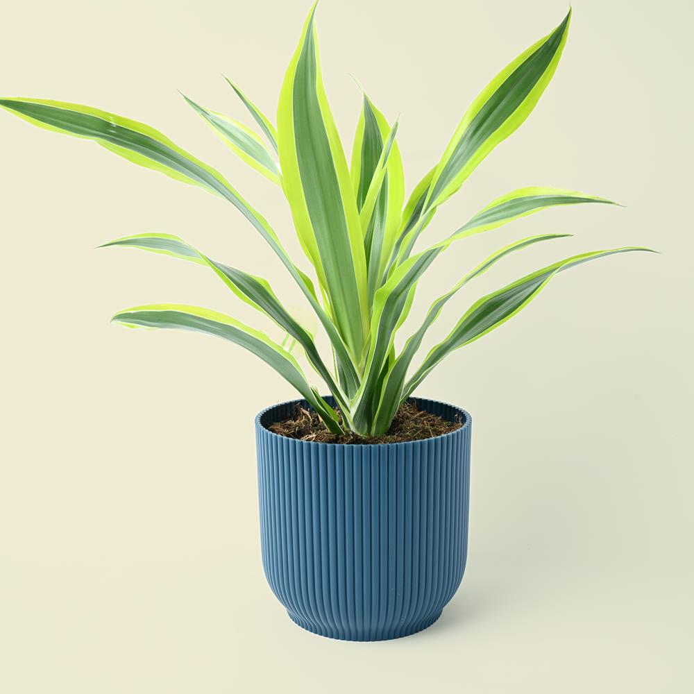 Dracaena fragrans | Lemon Lime | 50cm