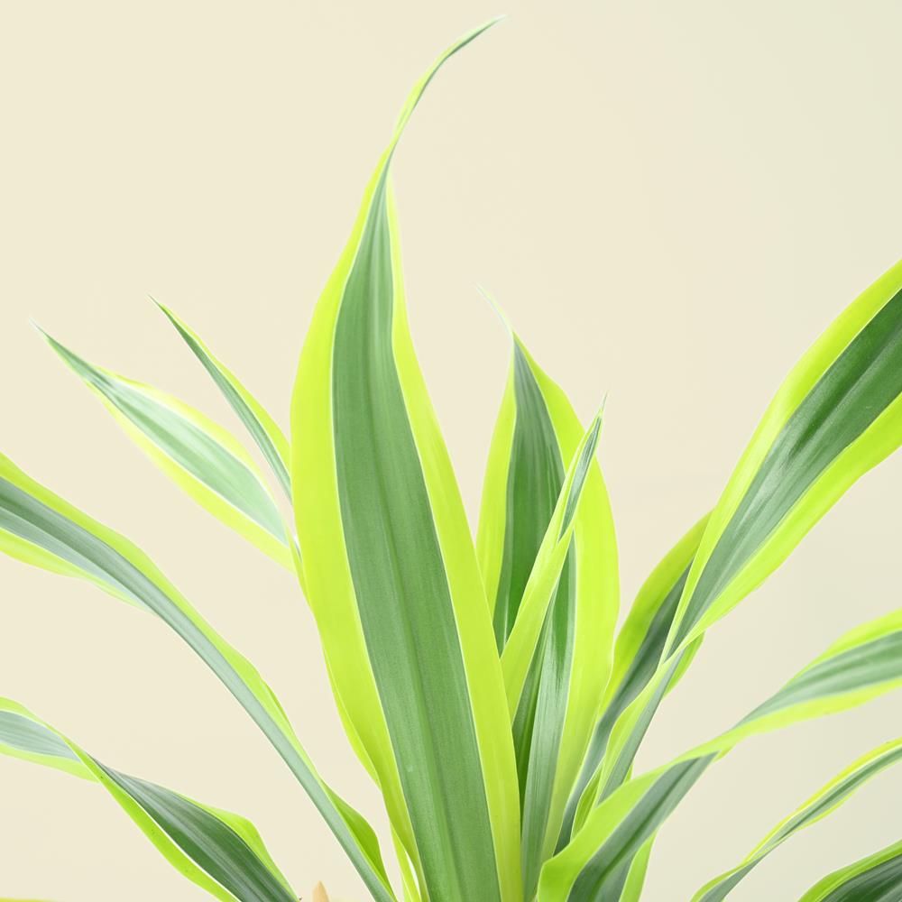 Dracaena fragrans | Lemon Lime | 50cm