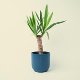 Yucca | 50cm