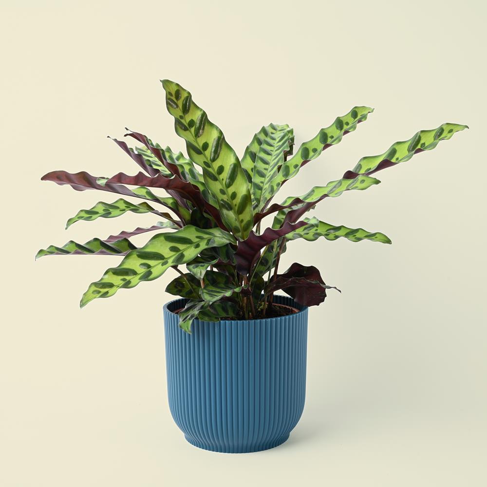 Calathea Lancifolia | Rattle Snake | 40cm