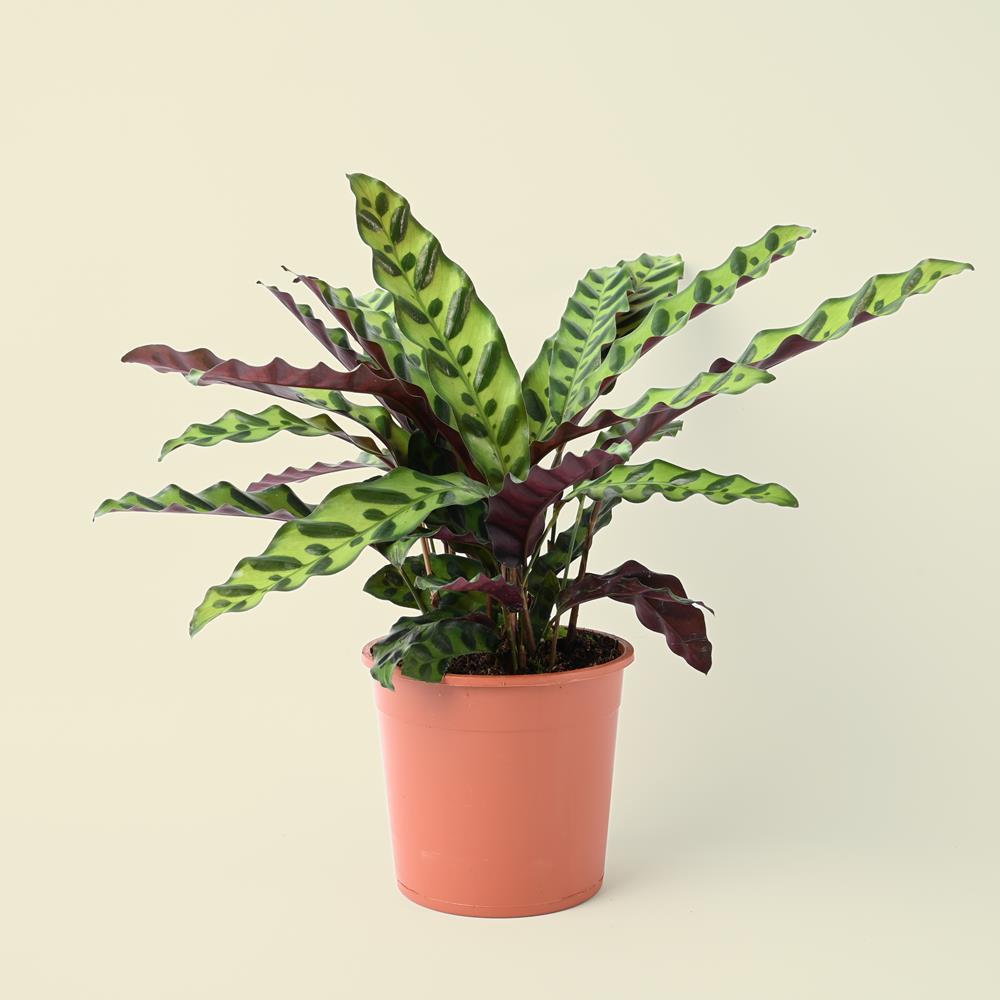 Calathea Lancifolia | Rattle Snake | 40cm
