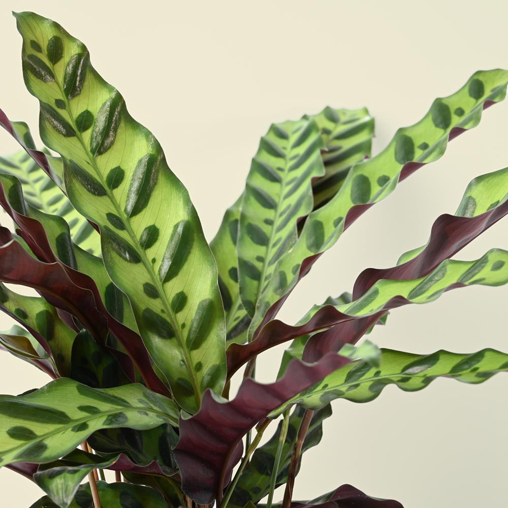 Calathea Lancifolia | Rattle Snake | 40cm