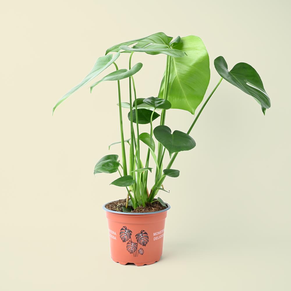Monstera deliciosa | Swiss Cheese Plant | 70cm