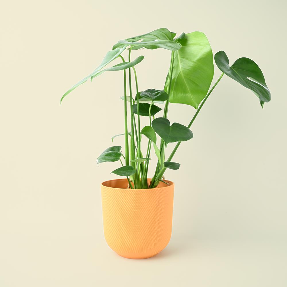 Monstera deliciosa | Swiss Cheese Plant | 70cm