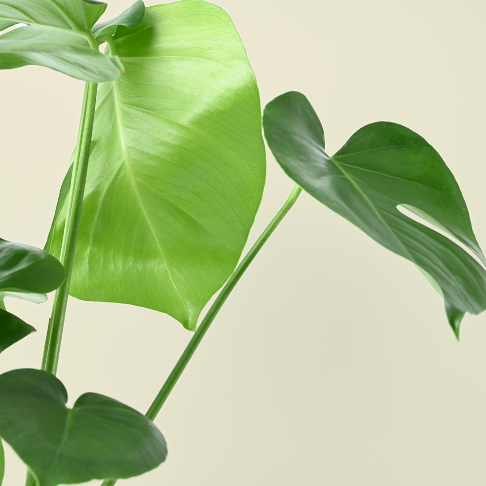 Monstera deliciosa | Swiss Cheese Plant | 70cm