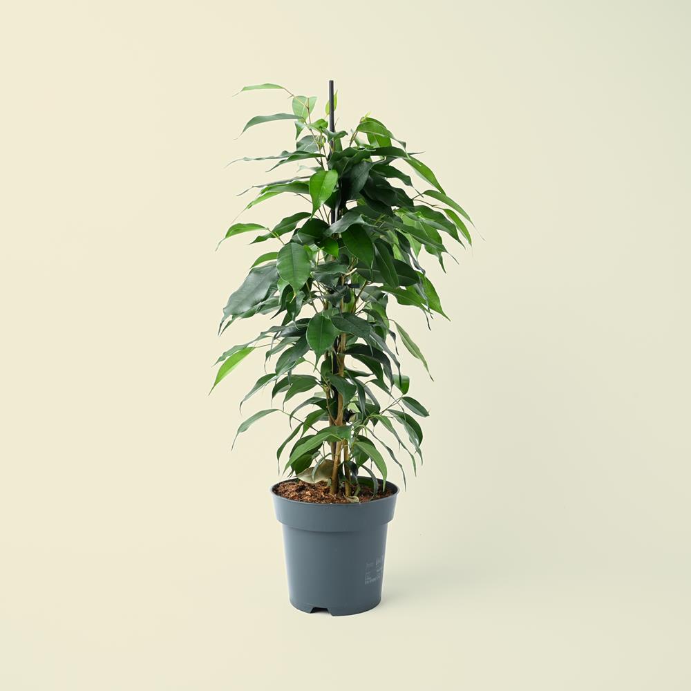 Ficus benjamina Danielle | 70cm
