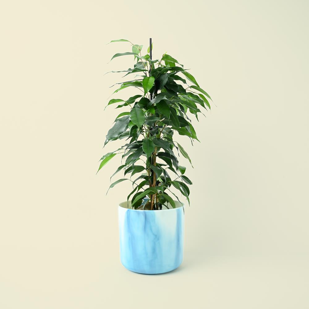 Ficus benjamina Danielle | 70cm