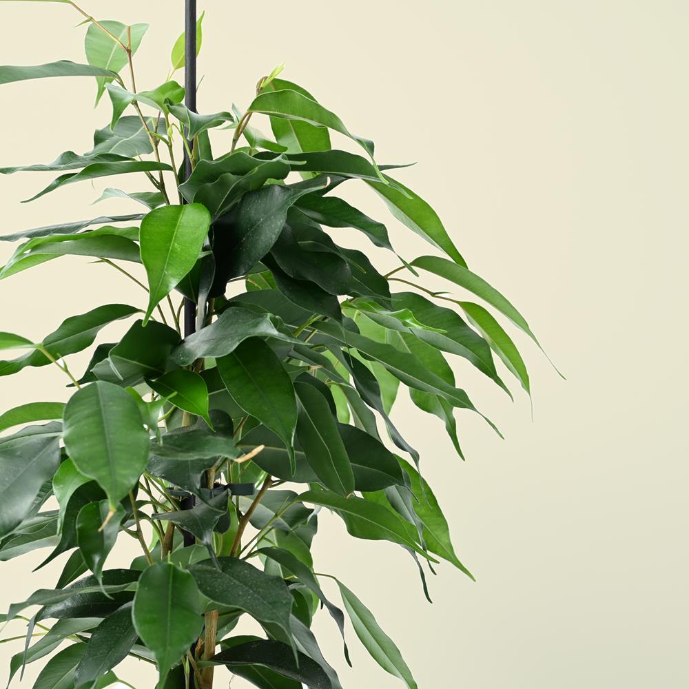 Ficus benjamina Danielle | 70cm