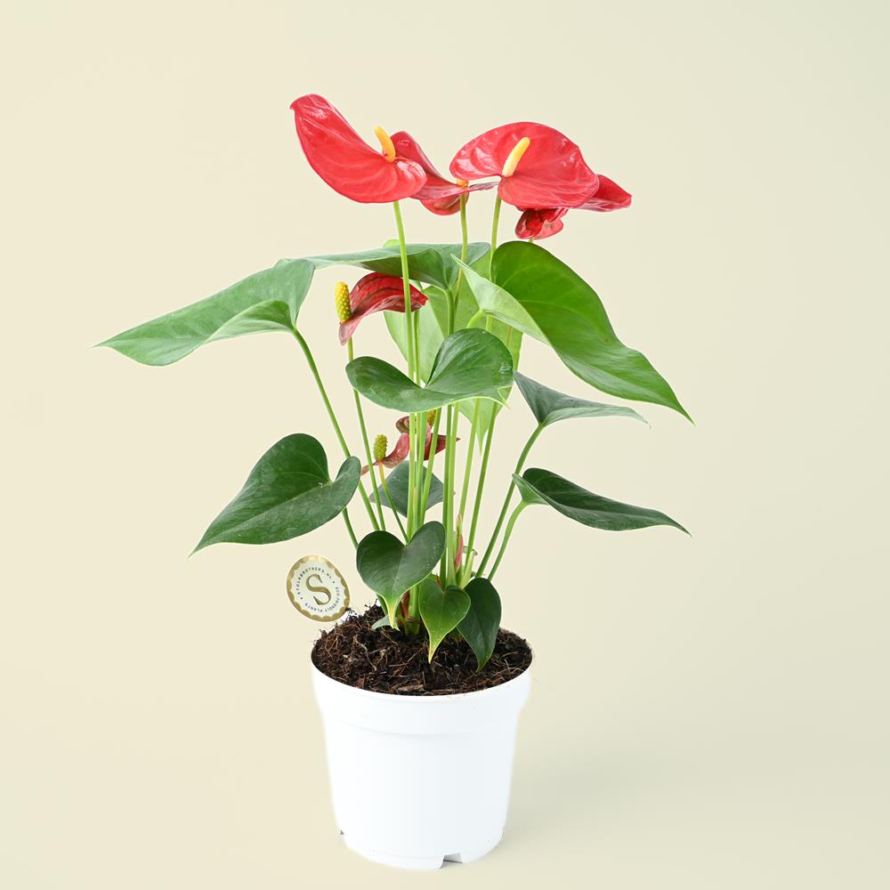 Anthurium andraeanum Red - Flamingo Flower