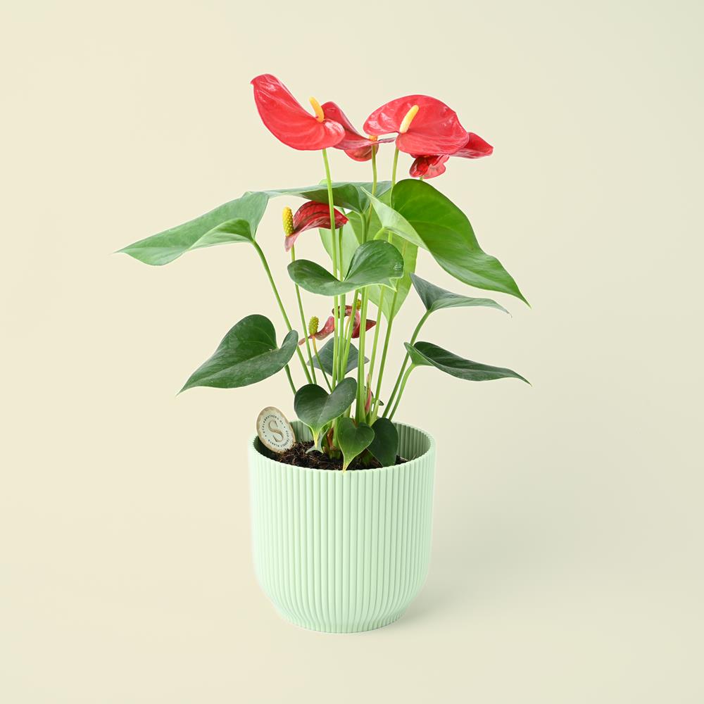 Anthurium andraeanum Red - Flamingo Flower