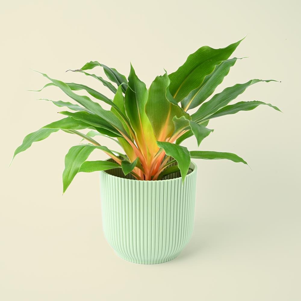 Chlorophytum orchidastrum Green Orange | 30cm