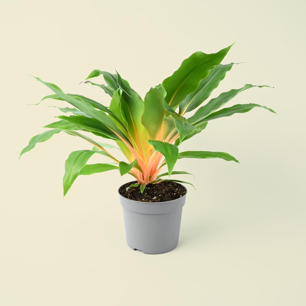 Chlorophytum orchidastrum Green Orange | 30cm