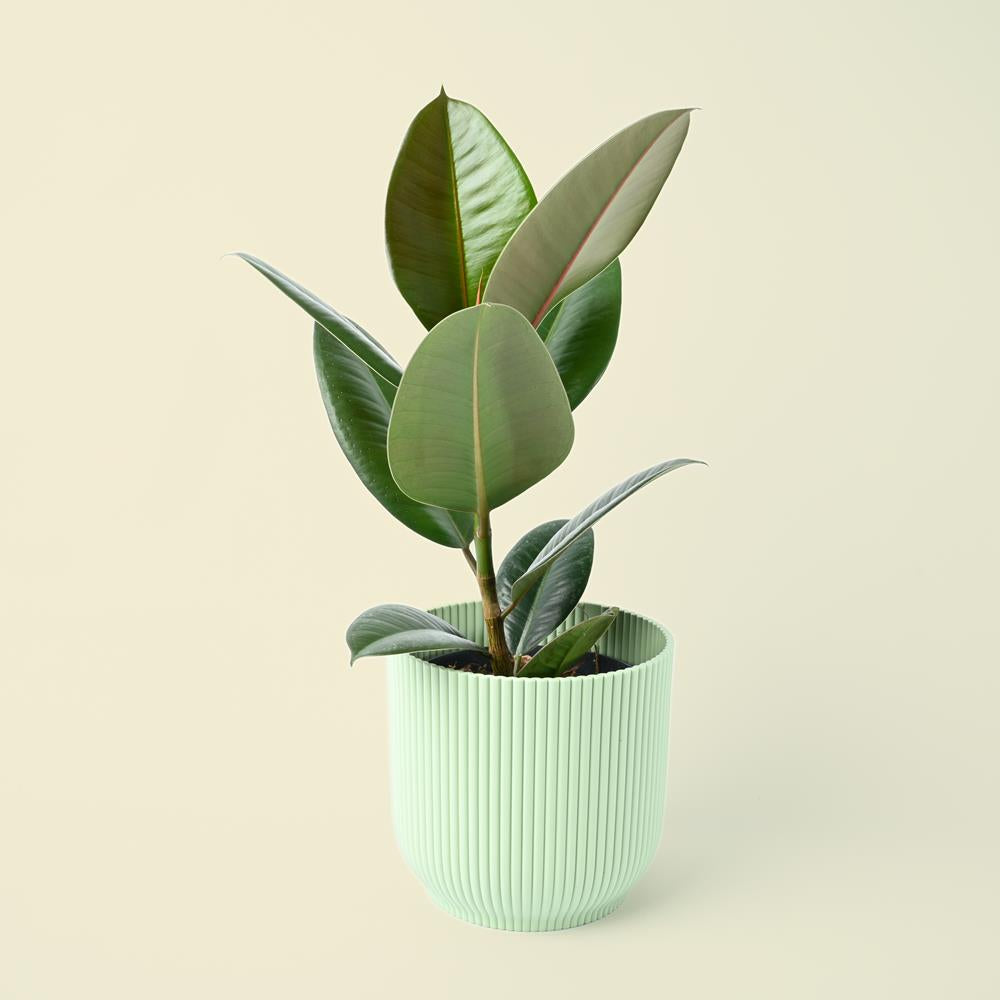 Ficus Elastica Robusta | 45cm