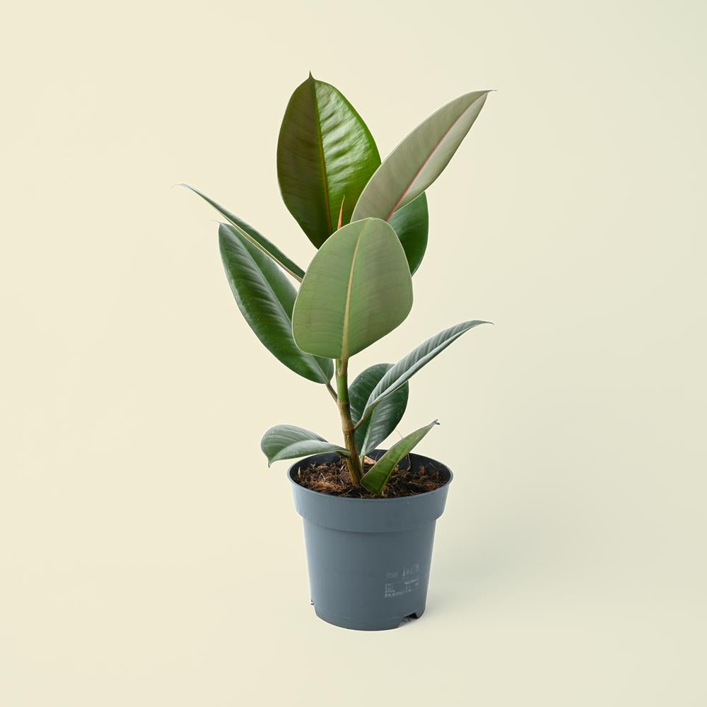 Ficus Elastica Robusta | 45cm