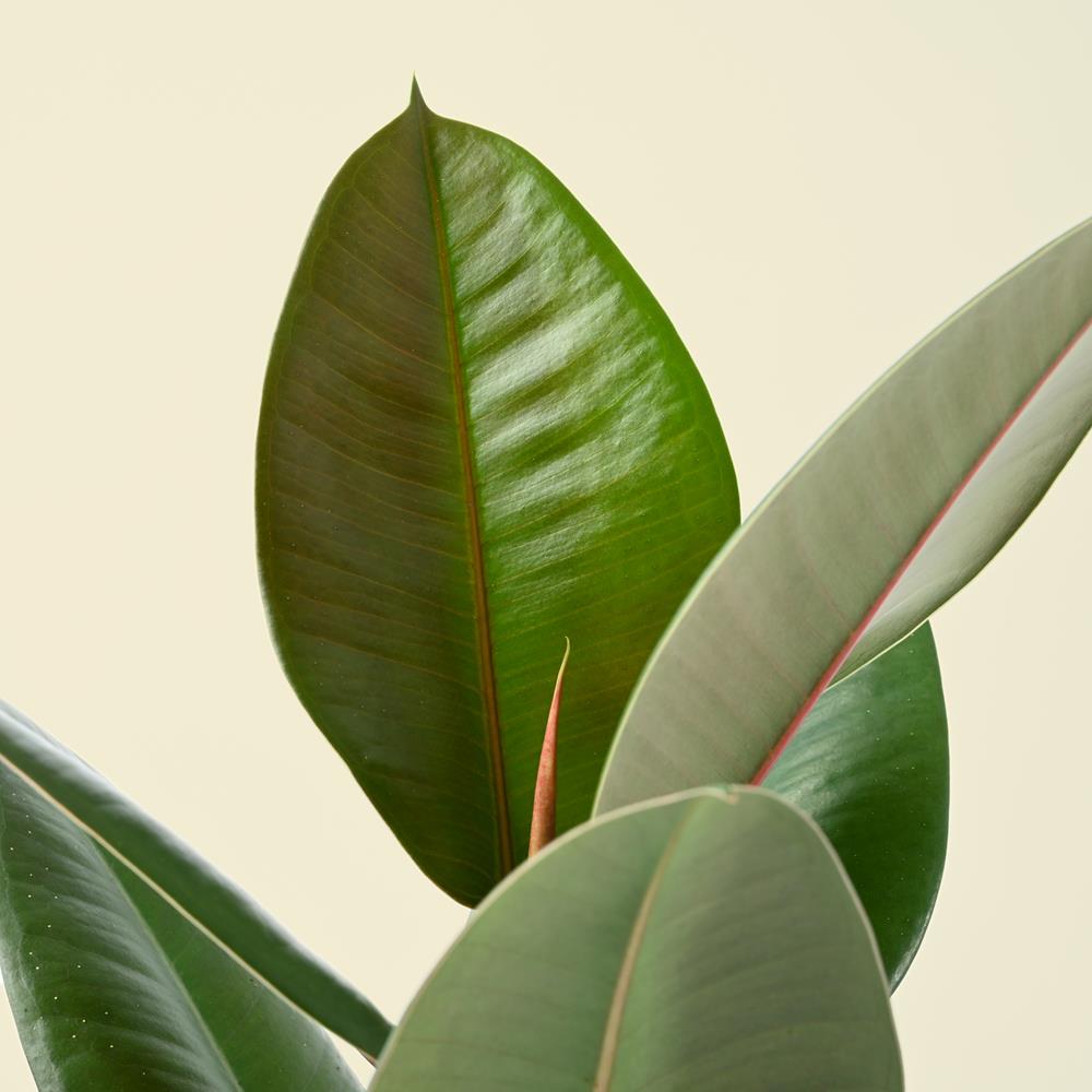 Ficus Elastica Robusta