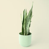 Sansevieria trifasciata Zeylanica | 45cm