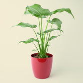 Alocasia cucullata | Hooded Dwarf Elephant Ear | 55cm