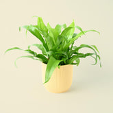 Asplenium antiquum | Birds Nest Fern | 25cm