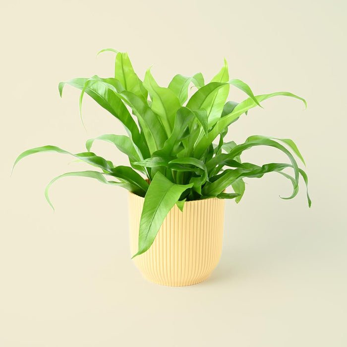 Asplenium antiquum | Birds Nest Fern | 25cm