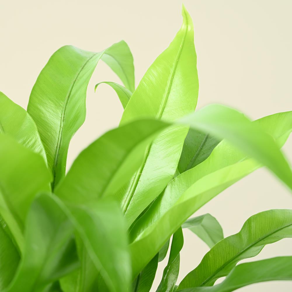 Asplenium antiquum | Birds Nest Fern | 25cm