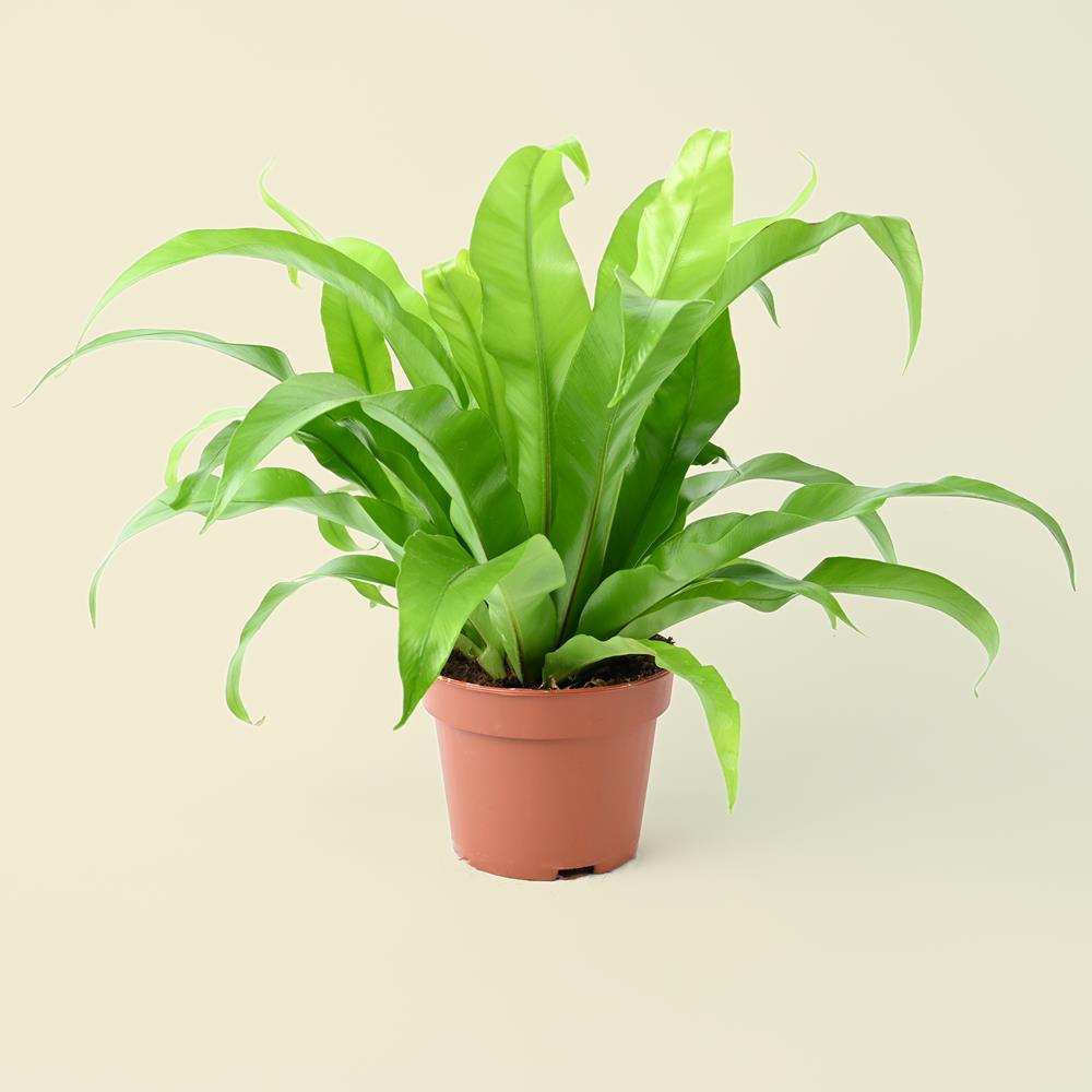 Asplenium antiquum | Birds Nest Fern | 25cm