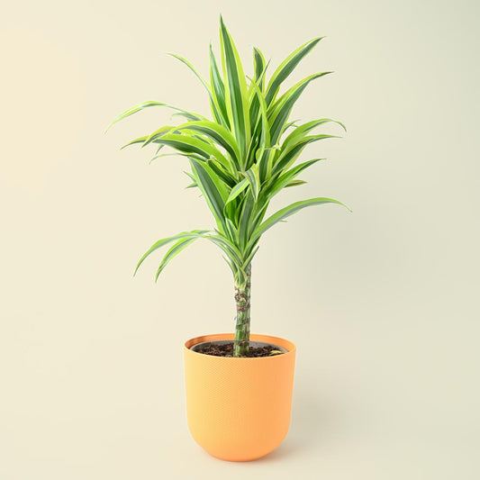 Dracaena fragrans 'Lemon Lime' 65cm