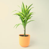 Dracaena fragrans 'Lemon Lime' 65cm