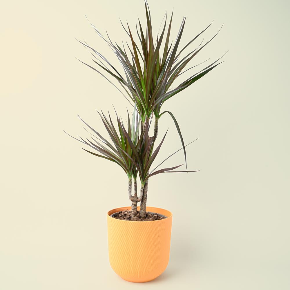 Dracaena Marginata Magenta 70cm