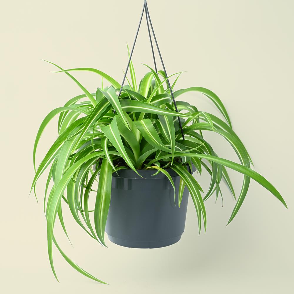 Chlorophytum Comosum Bonnie - Hanging Spider Plant