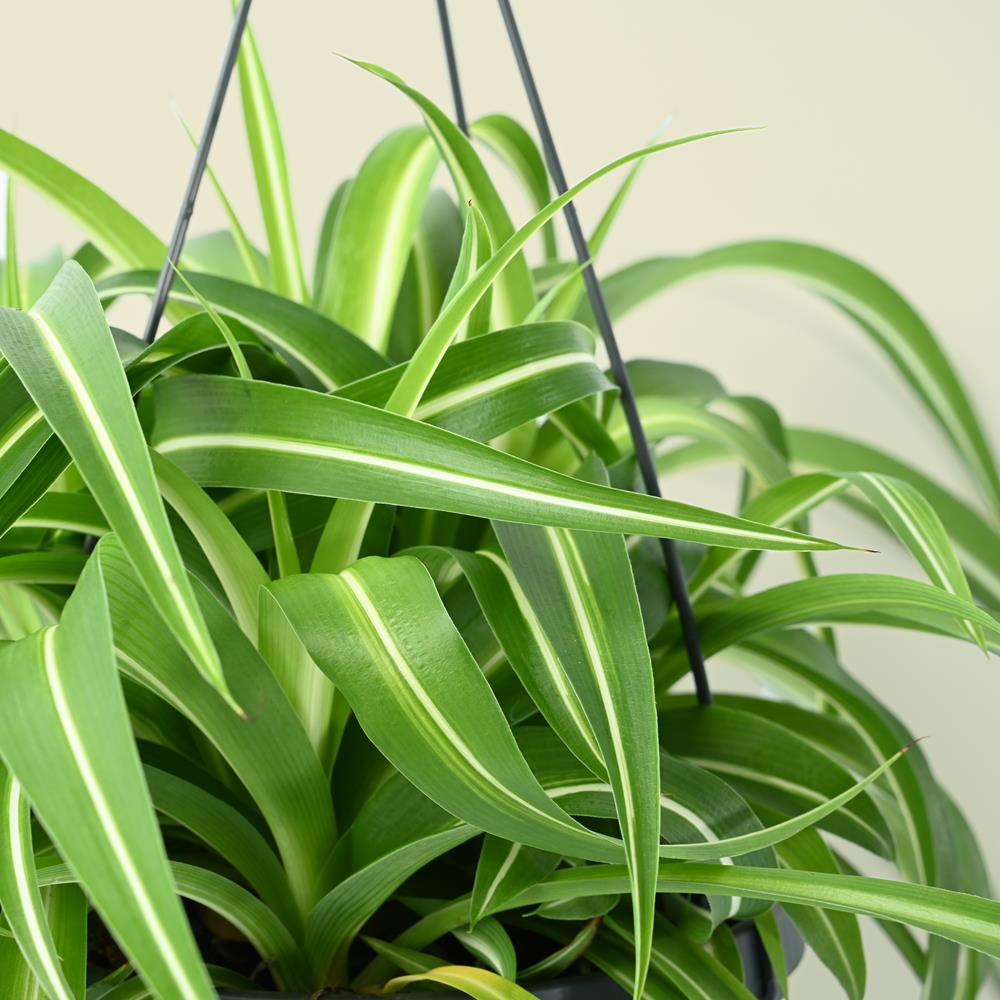 Chlorophytum Comosum Bonnie - Hanging Spider Plant