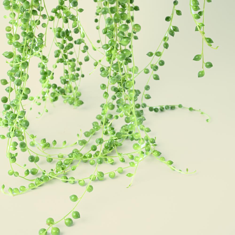 Hanging Senecio rowleyanus Plant | String of Pearls | Large Trailing Succulent