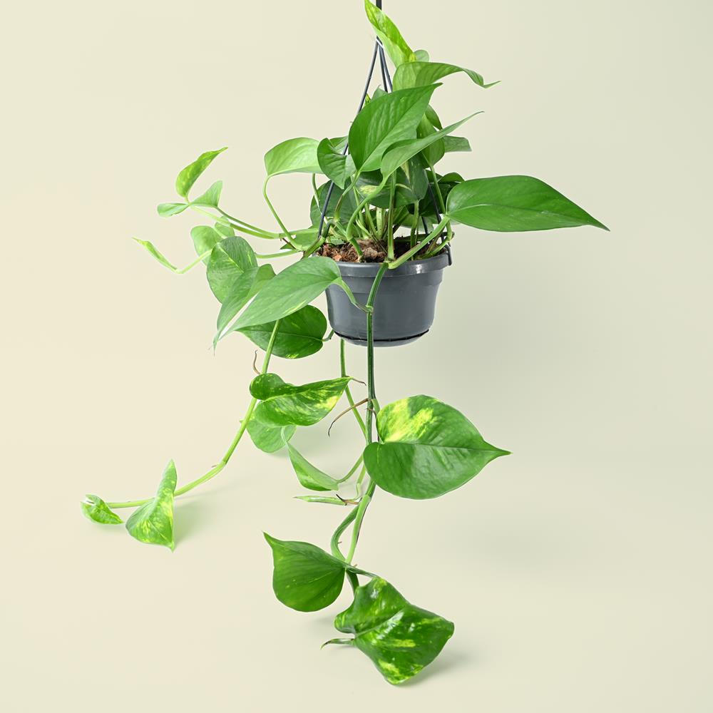 Epipremnum aureum - Hanging Golden Pothos