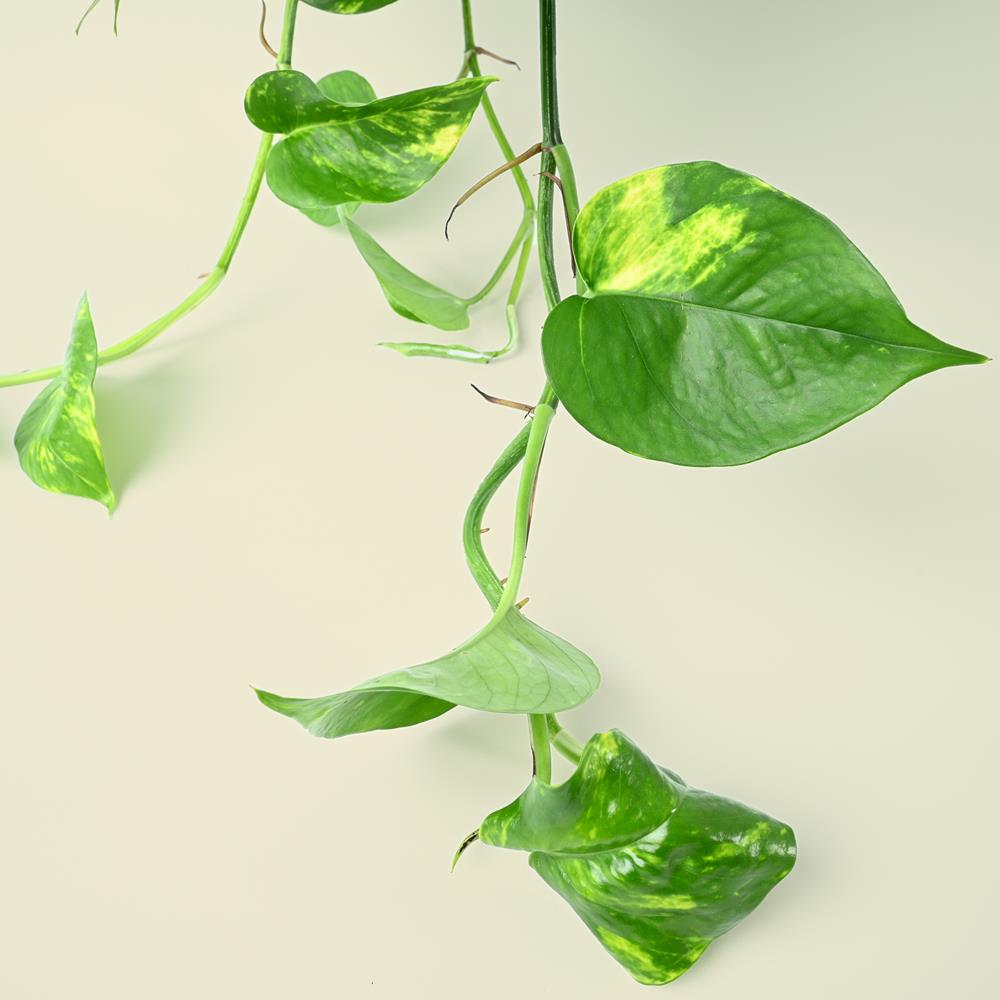 Epipremnum aureum - Hanging Golden Pothos