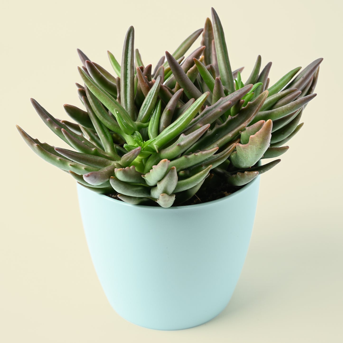 Seasonal Succulent Plant (single)