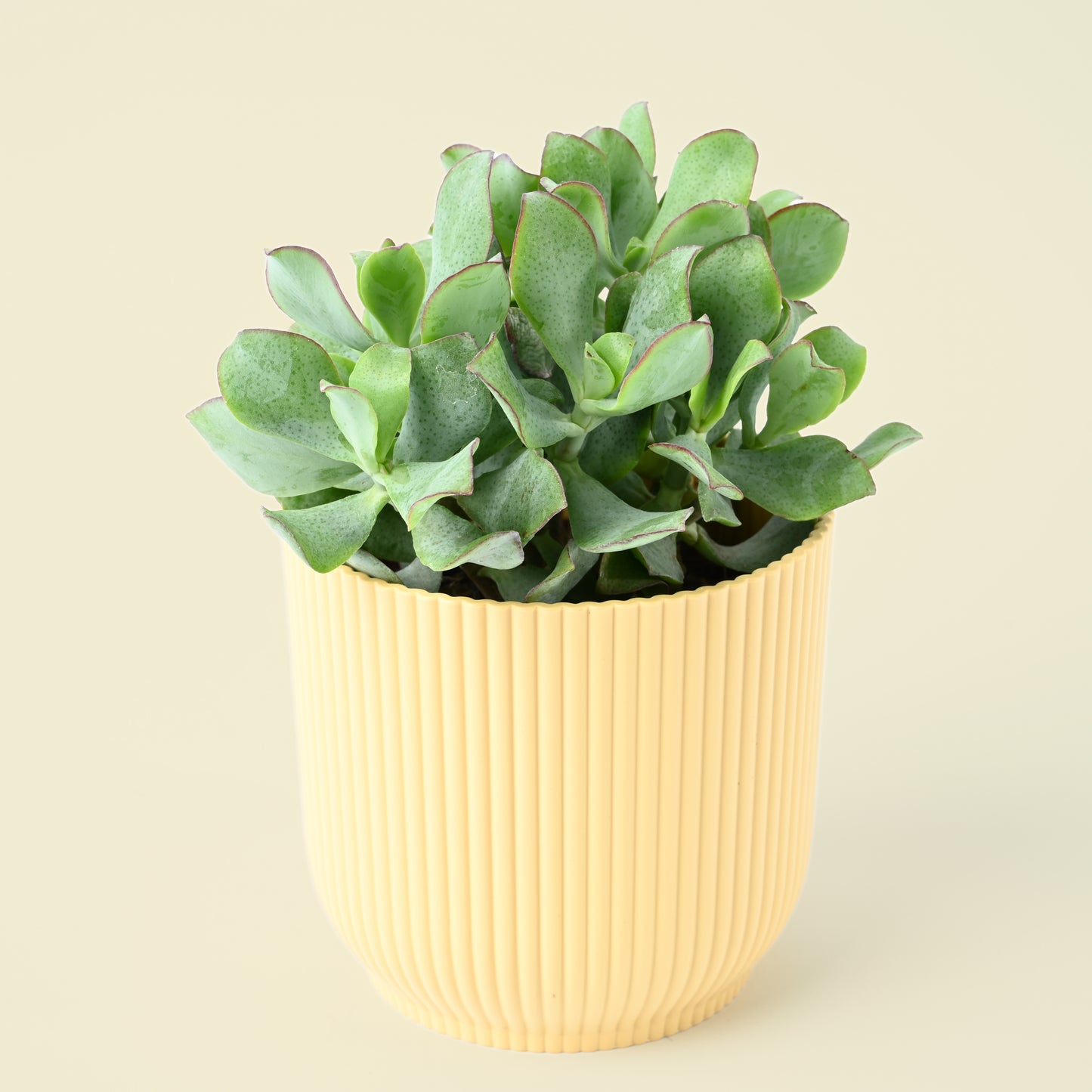 Seasonal Succulent Plant (single)