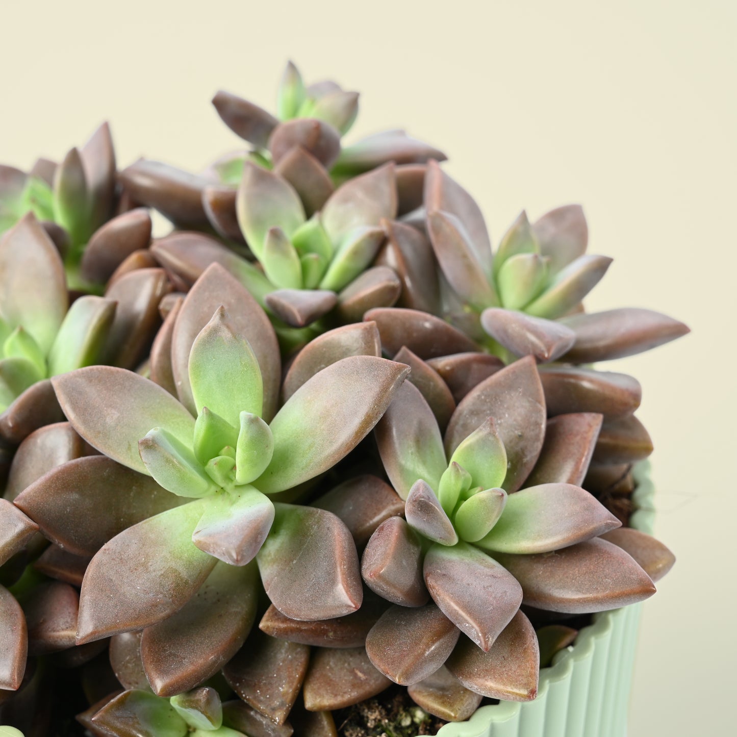 Seasonal Succulent Plant (single)